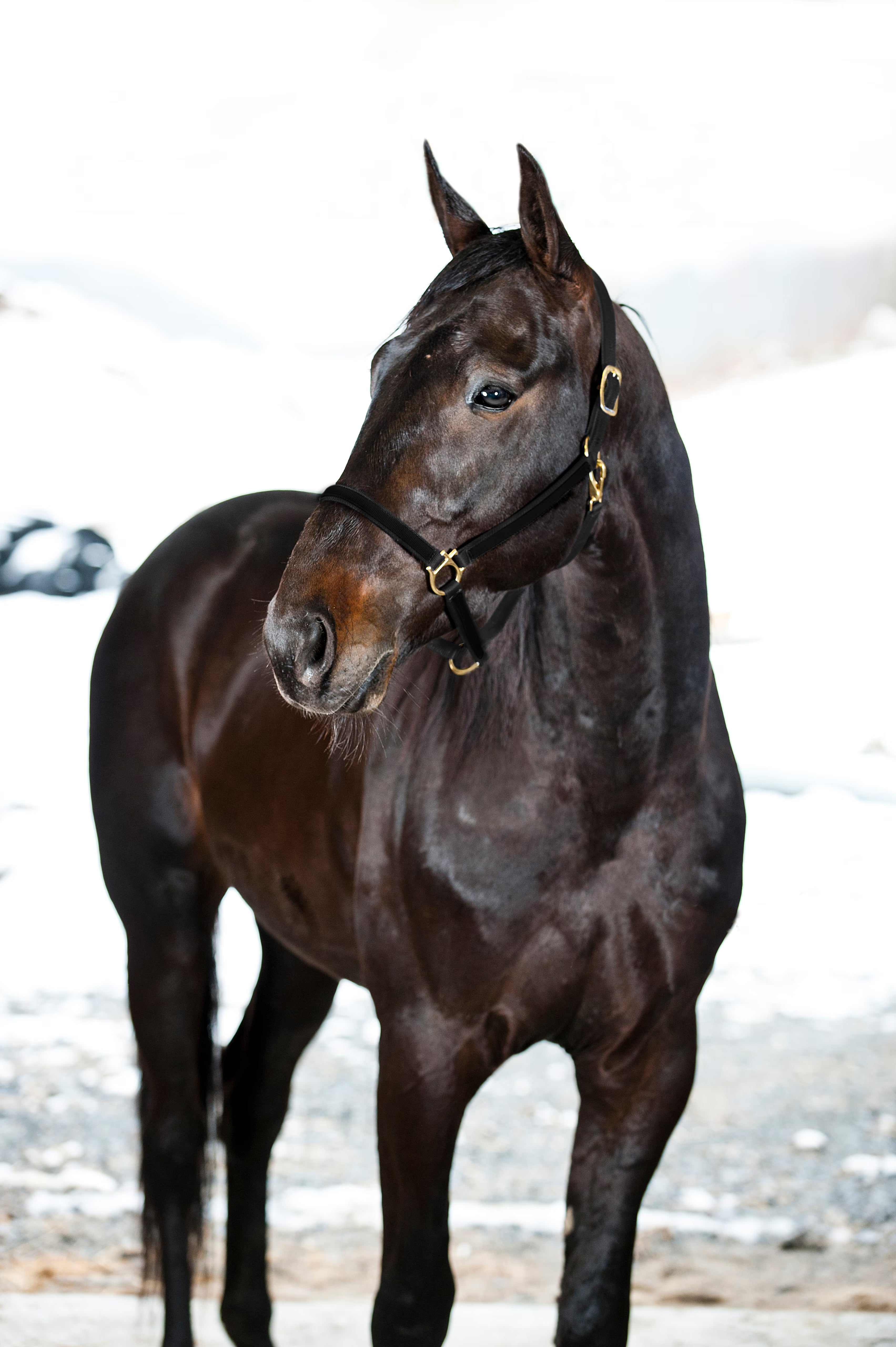 Halster Yankee